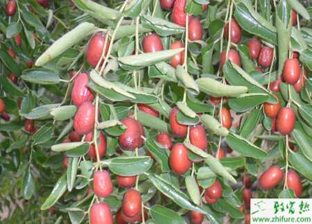 種棗樹接穗蠟封技術