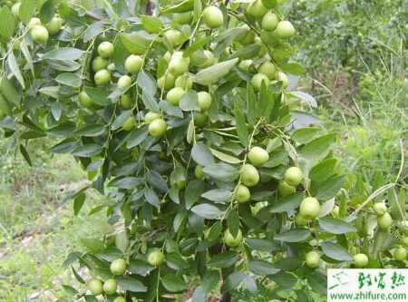 種棗樹(shù)綠盲蝽的防治