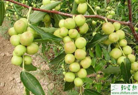 提高棗樹坐果率的方法