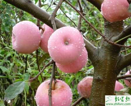 種蘋果干腐病的防治