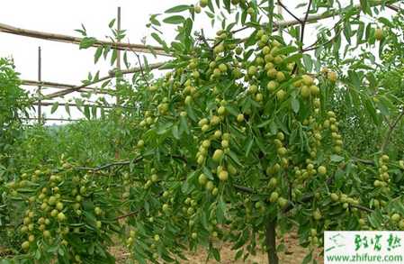 種棗樹棗瘋病的防治