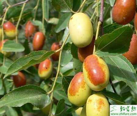 種棗樹(shù)雨季管理要精細(xì)