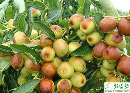 種棗樹施肥的經驗