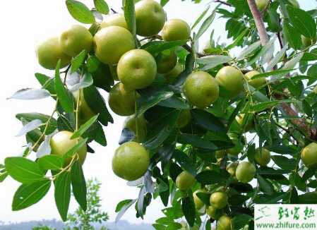 種棗樹夏剪的方法