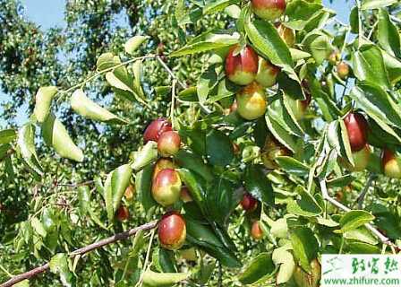 種棗樹(shù)幼齡期裂皮抽干如何防止