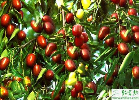 種棗樹嫁接新法--嵌芽