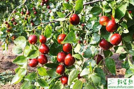 種棗樹龜蠟蚧的防治