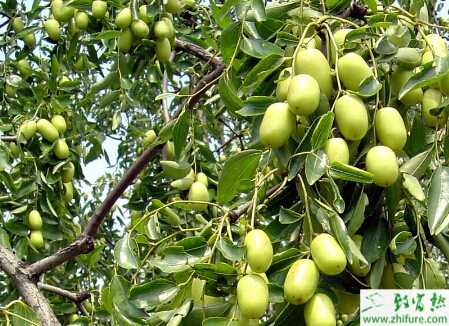 種棗樹桃蛀螟的防治