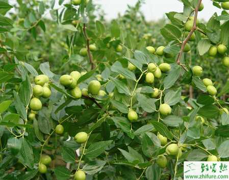 種棗樹根蘗苗歸圃育苗的經驗