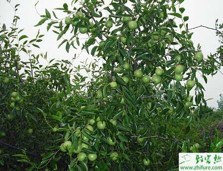 種棗樹害蟲棗癭蚊的防治