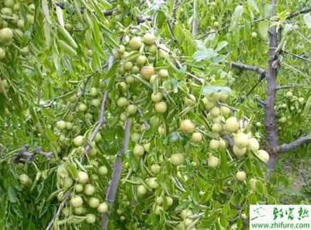 種棗樹(shù)采果后的管理