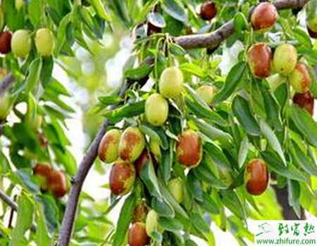 種棗樹之秋栽棗樹九要點