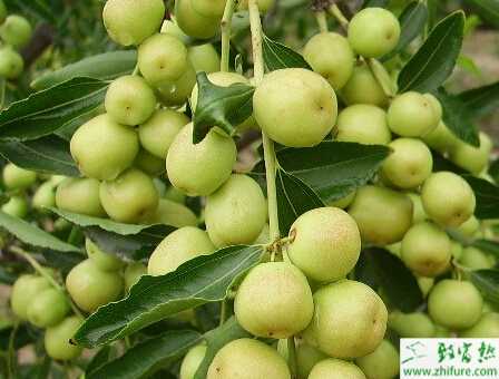 種棗樹三期修剪有利增產