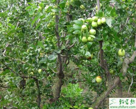 種棗樹銹癭螨的防治