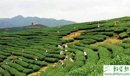 農民回鄉創業選什么樣的項目合適?