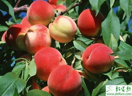 種桃樹侵染性流膠病的防治