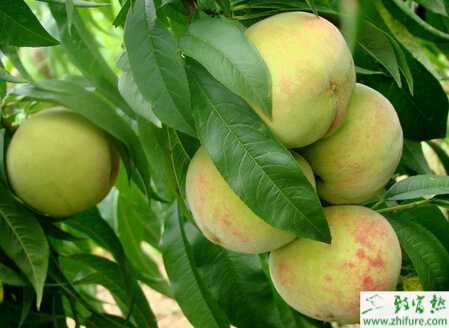 種桃樹采果后的管理措施