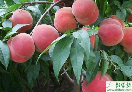 種桃樹蚜蟲類防治的措施