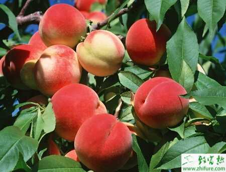 種桃樹(shù)怎么修剪