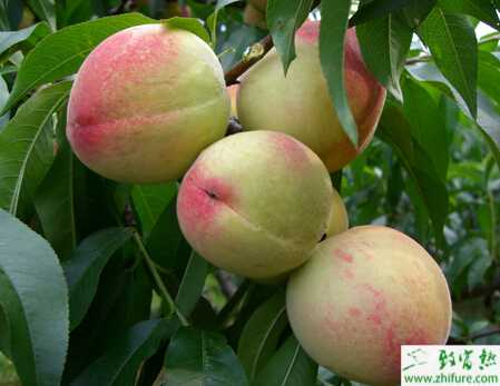 種桃樹夏季管理技術的重點