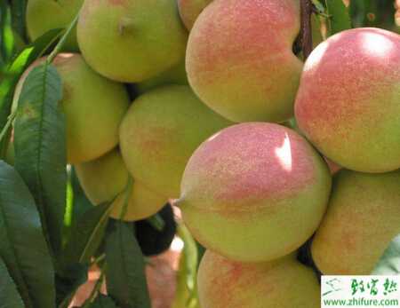 種桃樹腐爛病的防治