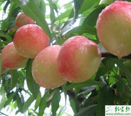 種桃樹之桃園夏季管理要點