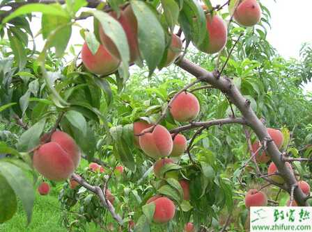 種桃樹春季管理技術