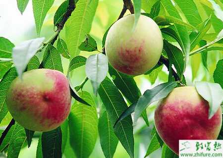 種桃樹(shù)整形修剪的注意事項(xiàng)