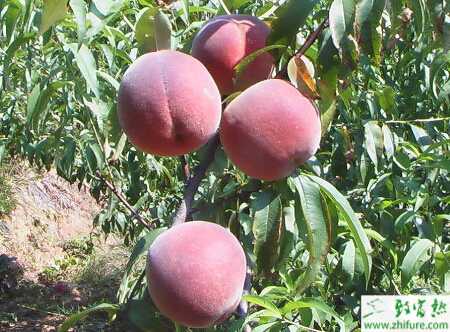 種大棚桃樹栽培增產提質措施