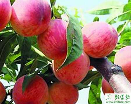 種桃樹(shù)汛期管理要仔細(xì)