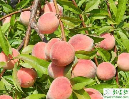 種桃樹介殼蟲的防治