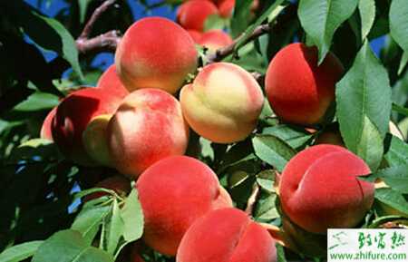 種桃樹之桃園秋季管來年能增產