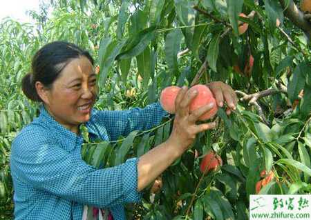 種桃樹采后修剪需要注意