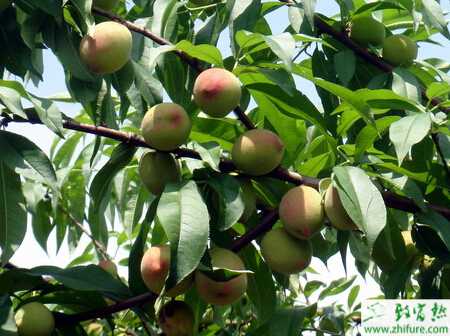 種桃樹之新栽桃樹當年坐果五措施