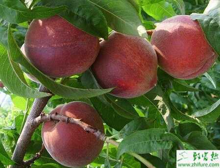 種桃授粉、疏果及采收技巧