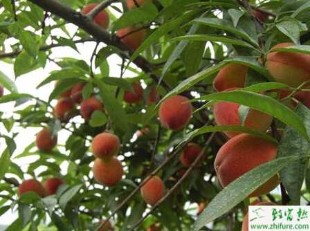 防治溫室桃樹病蟲的經驗