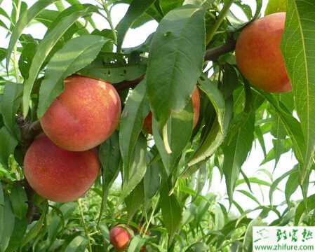 種桃樹早春病蟲害防治