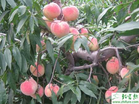 種桃流膠病的防治