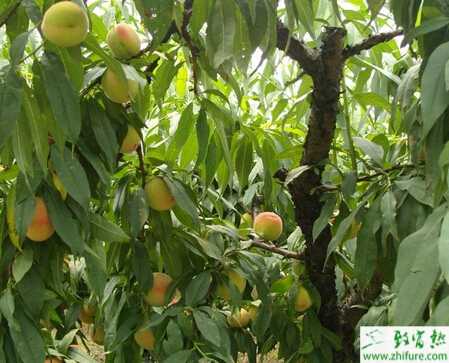 種桃樹的需肥特點