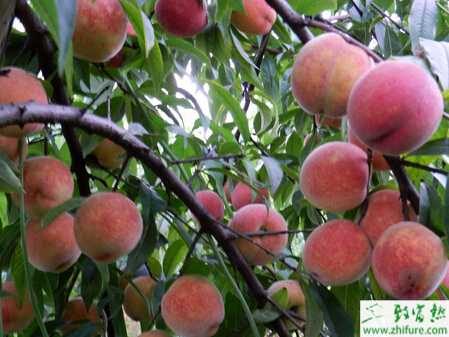 種桃樹的芽接技術