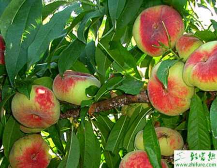 種桃樹黃化病的防治