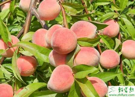 種桃樹炭疽病的防治