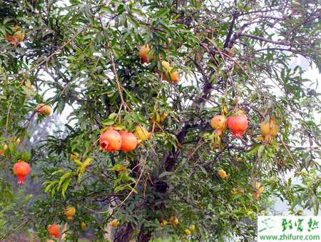 種石榴豐產栽培九措施