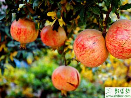 種石榴褐斑病的防治