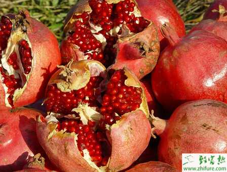 種石榴掛果前后如何管理