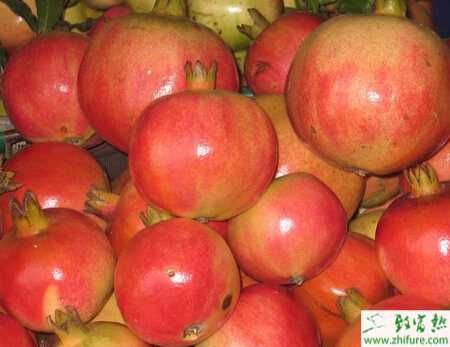 種石榴之秋末冬初石榴樹的管理