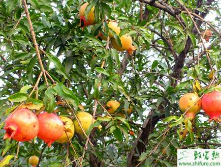 種石榴袋裝溝藏技術(shù)