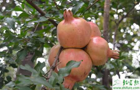 種石榴早期落葉病癥狀及防治