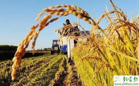 2015十大熱門農業投資熱點項目淺析