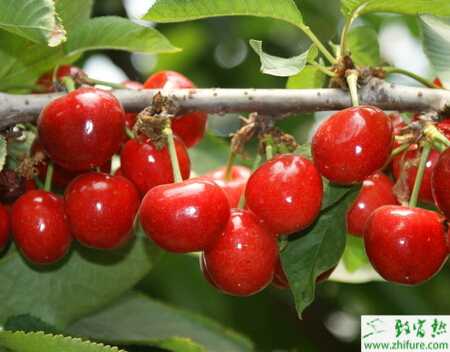 種櫻桃流膠病如何防治